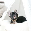 브리더클럽 이미지