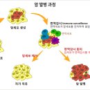 면역세포치료제 관련주에 대한 모든정보 이미지