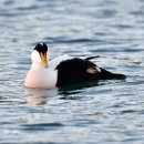 EIDER