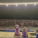 올리버 스테이 이미지