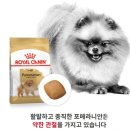 다몽그루밍 | 로얄캐닌 강아지습식사료후기 슬개골 고민 포메라니안 위한 건강한 식습관