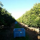 알뜰 농장 이미지