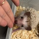 로던트클럽 강서마곡점 이미지