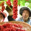 거창 오미자
