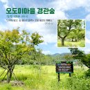 오도미 경관 숲 이미지