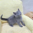 새분당건강생활 | yomicat와 함께한 설레는 분당고양이분양 후기