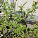 영란농장 이미지