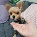 누가꽃이개 이미지