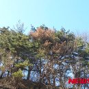 조양1리 뉴시스