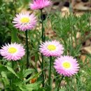 들꽃피는 언덕 이미지