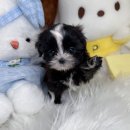 은평-010 | 선택지를 좁히는 과정에서 계속 생각났던 이름, 드림독 인천과 은평구강아지분양