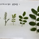 아카시아 잎 관찰하기🌿🌿🌿 이미지