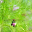 고추잠자리 이미지