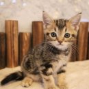 도그마루 강아지 고양이 울산점 이미지