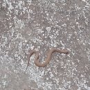 대관령자연휴양림 이미지