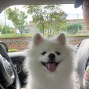 버블그루밍 이미지