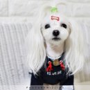 펫인러브