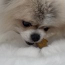 벳메이트 | [강아지/고양이췌장효소] 세게 1위 영양제 벳플러스 라이펙스