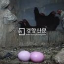 신기
