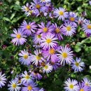 쑥부쟁이 이미지