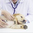 펫케어 동물병원 이미지