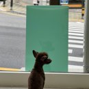 멍블리즈 이미지