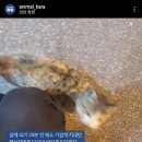 지나가던 남성에게 잔인하게 죽임 당한 고양이 두부의 생전 모습 이미지