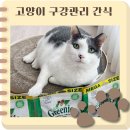 한국마즈(유) | 고양이 구강관리 네이버펫 바우처로 구매한 필라인 그리니즈 이빨간식