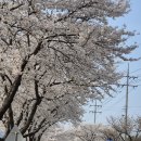 금산-39 | 대전 근교 금산 2026 보곡산골 벚꽃 축제 후기(+드라이브 코스 추천)