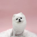 재키애견 이미지