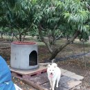 호야농장 이미지