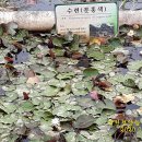 정양늪생태공원 이미지