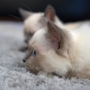 의정부종합동물병원 이미지