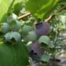 춘추농장 이미지