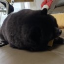 노벨약국 | [2-57] 요오드 불응성 갑상선암 렌비마 치료기 _ 3년 2-3개월차