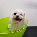 D&C 그루밍 샵 이미지