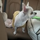 서동 펫스파 이미지