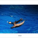 오션 아레나 이미지