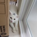 부산 남구 흰색 코숏 고양이탐정님 덕분에 찾았어요!! 이미지