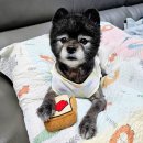 아무도없개 이미지