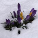 눈속에피는꽃 이미지