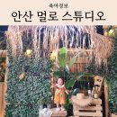 멀로스튜디오