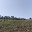 꿈벌사슴목장 이미지