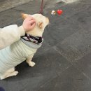 stay 공위 | 여행] Day 1: 위이 - 동백포레스트 - 거북이한과 - 뽈살집 본점 - 오하효 - 김녕해수욕장 - 스테이 공위