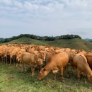 광선축사 | 수돗물을 소에게 먹이고 있습니다?놓치고 있는 관리 포인트가 있습니다