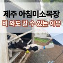 은서농장 | 제주도 아침미소목장, 비 오는 날에도 갈만한 이유 (제주도 초등학생 체험 후기)