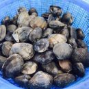 오투오션1 이미지