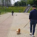 세이브독 이미지