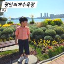 광안 더숲스카이뷰 | 부산 광안리 국화축제 민락해변공원 아이와 곰솔 후계목 숲체험 행사 후기
