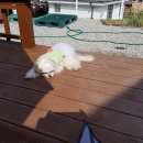 짱가농장 이미지